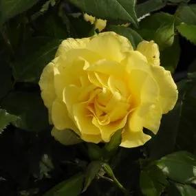 Korresia Floribunda Rose (Rosa Korresia) 4